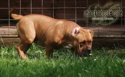 AMERICAN BULLY